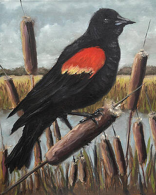 Red-Winged Blackbird by Kelly Lane